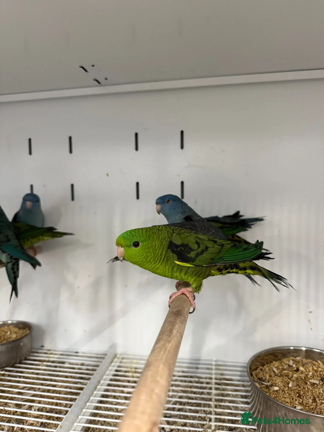 Parakeets birds for sale: Various Stunning Baby Lineolated Parakeets  - Advert 2
