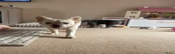 French Bulldog dogs for sale: Fluffy frenchie🐶 in Glastonbury - Advert 4