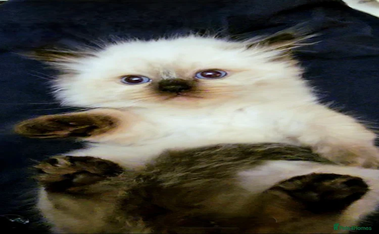 Himalayan cats - Advert 12