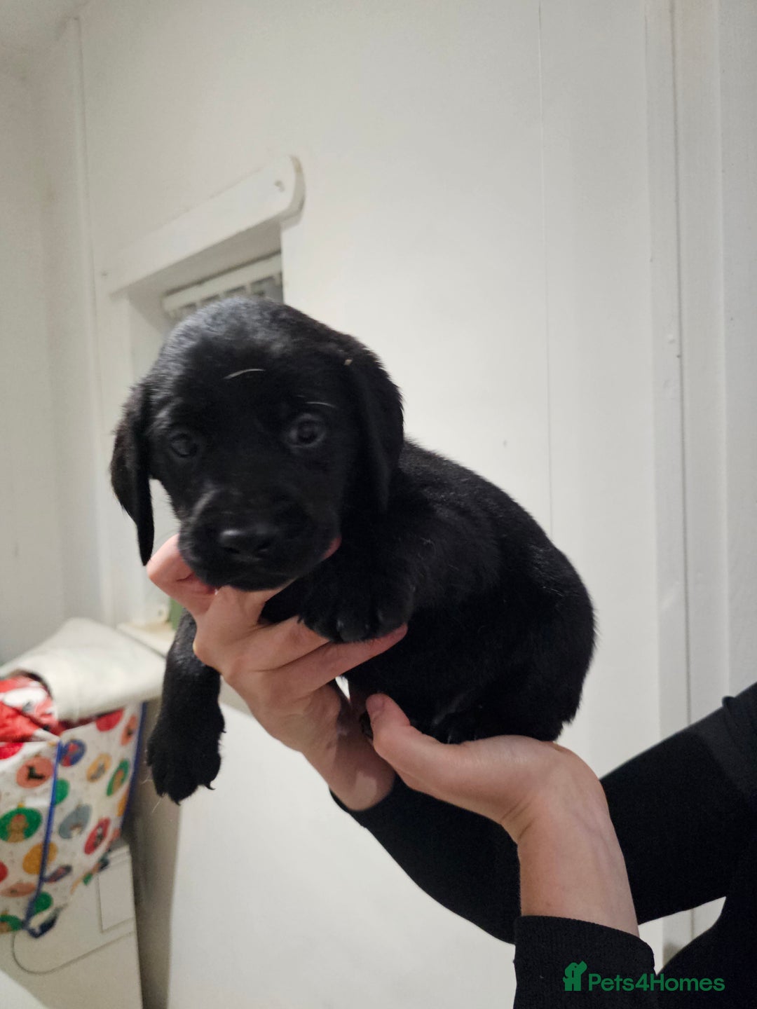 Labrador Retriever dogs for sale: 🐕3 pedigree labs remaing 🐕 - Advert 11