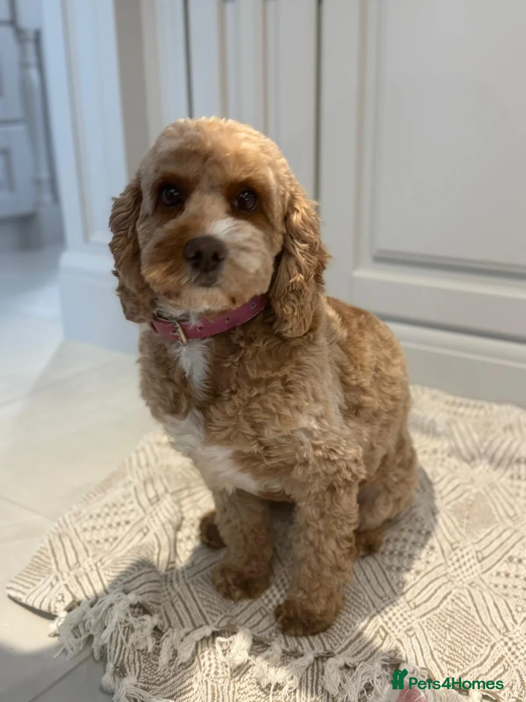 Cavapoo dogs for sale: 2 Cavapoo sisters in Virginia Water - Advert 2