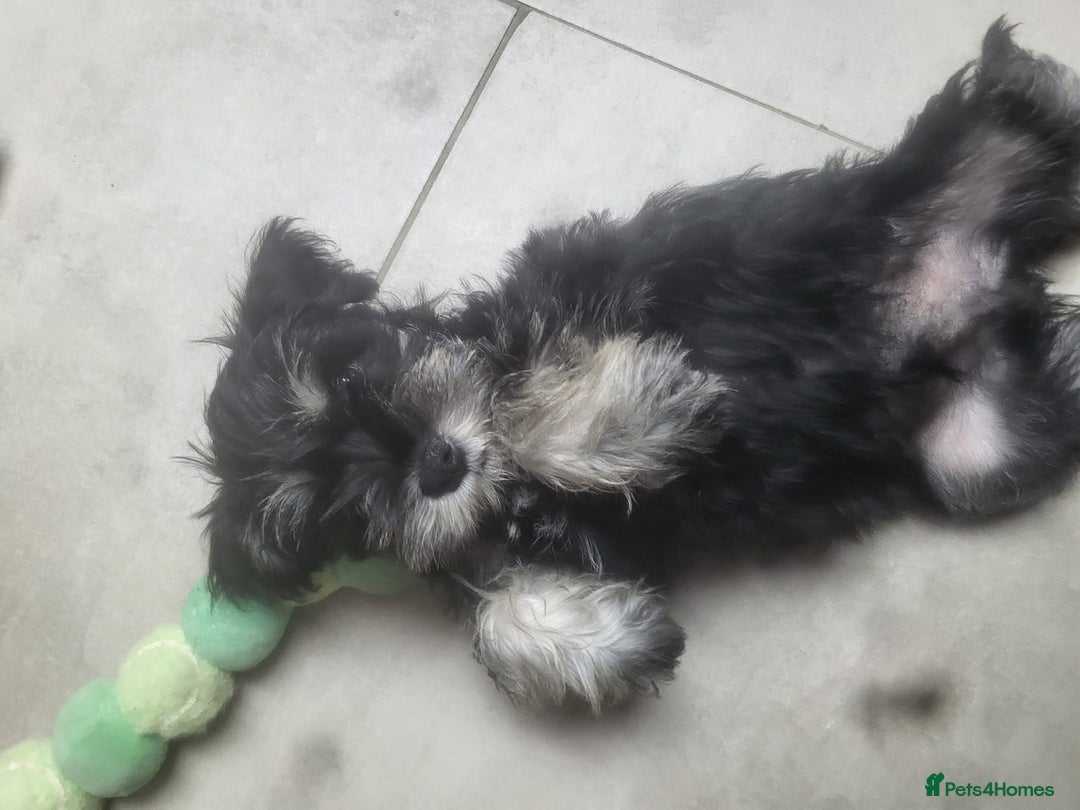 Miniature Schnauzer dogs for sale: One male miniature schnauzer  - Image 4