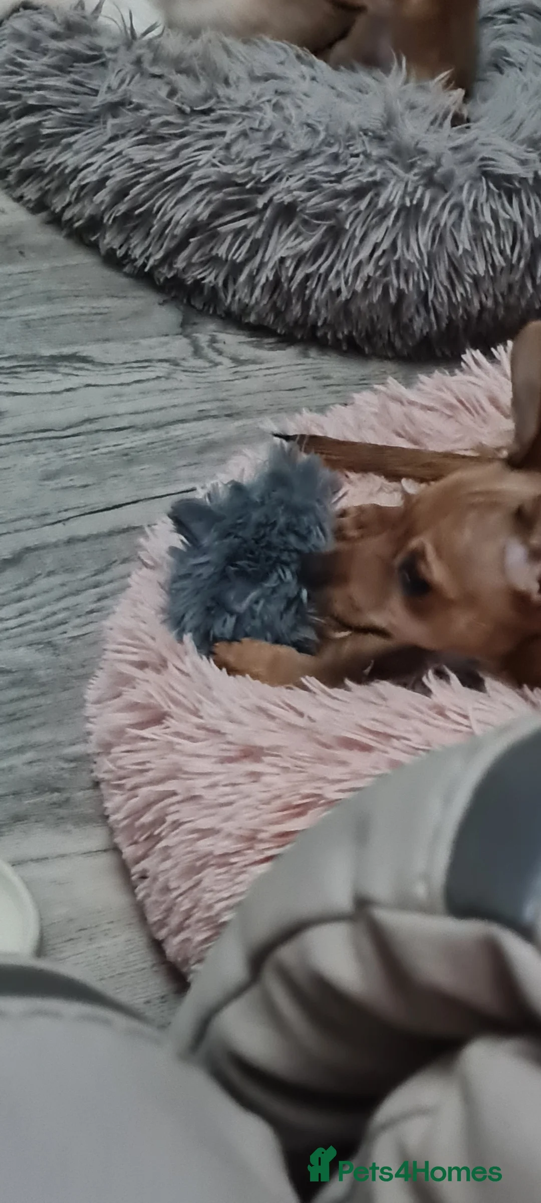 Mixed Breed dogs for sale: Attention... left 2 boys mixed chihuahua for sale - Advert 12