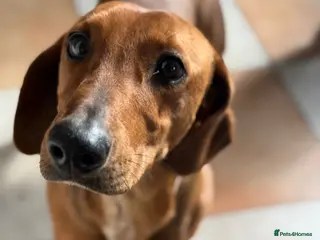 Mixed Breed dogs Beautiful Bonzo ready for his new home - Advert 1