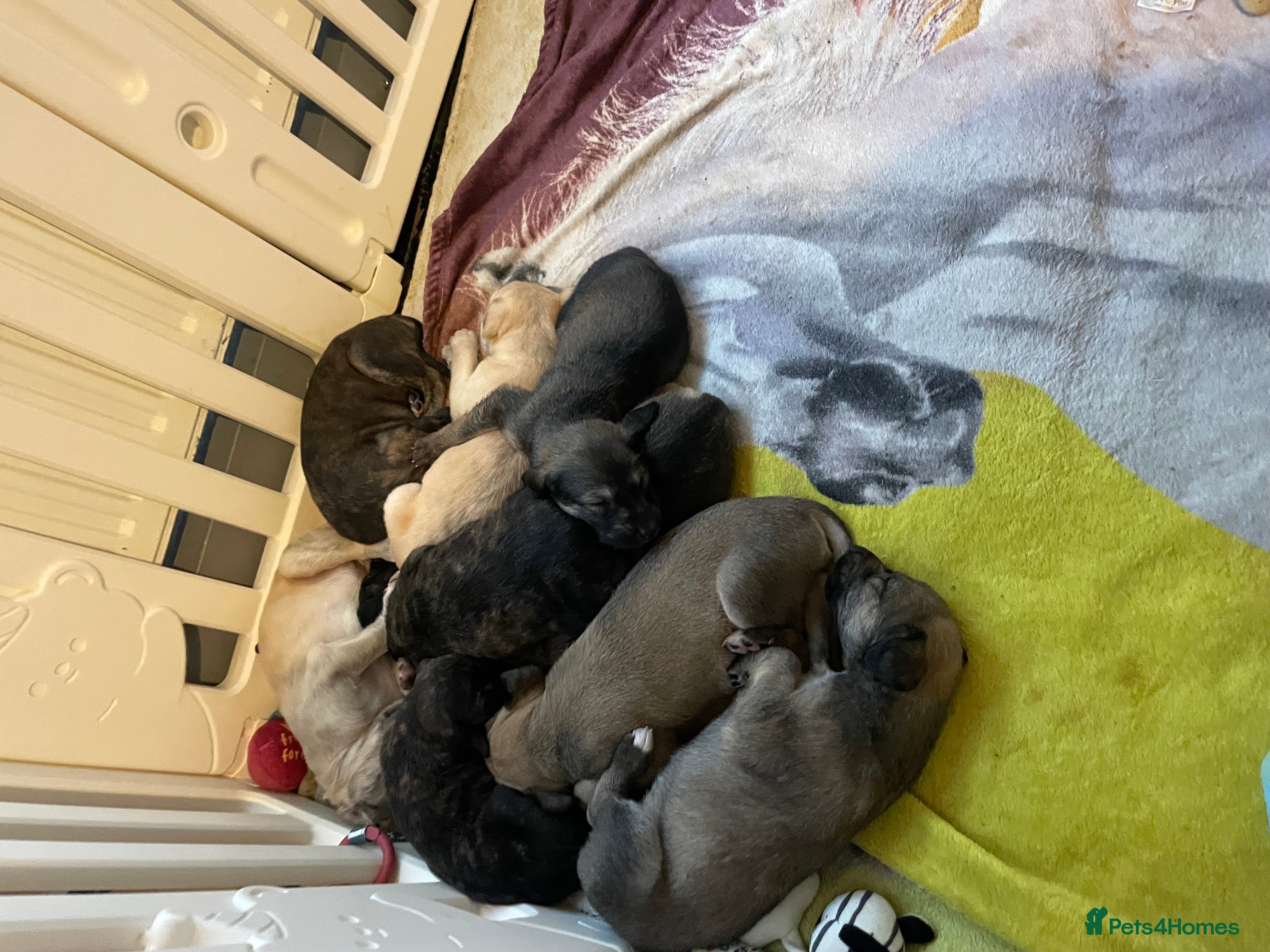 Mixed Breed dogs Stunning saluki greyhound puppies.  - Advert 1