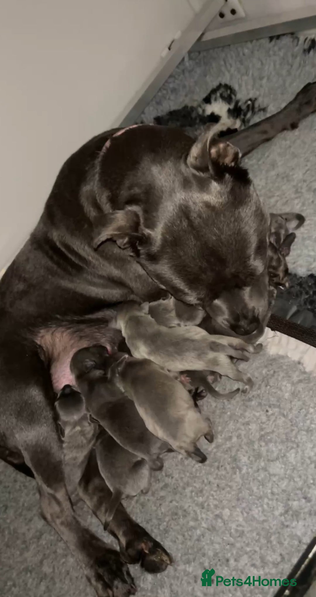 Staffordshire Bull Terrier dogs for sale: Quality Staffordshire Bull Terriers  - Image 18