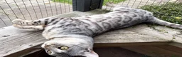Bengal cats for sale: Elite Silver Rosetted Bengal Boy - Advert 6