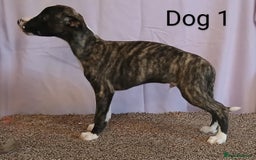 Whippet dogs for sale: KC registered whippet puppies  - Image 4