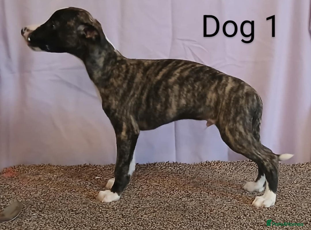Whippet dogs for sale: KC registered whippet puppies  - Image 4