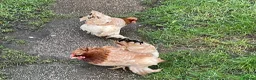 Hens poultry for sale: Three Pekin Bantam Hens. in Chesterfield - Advert 2