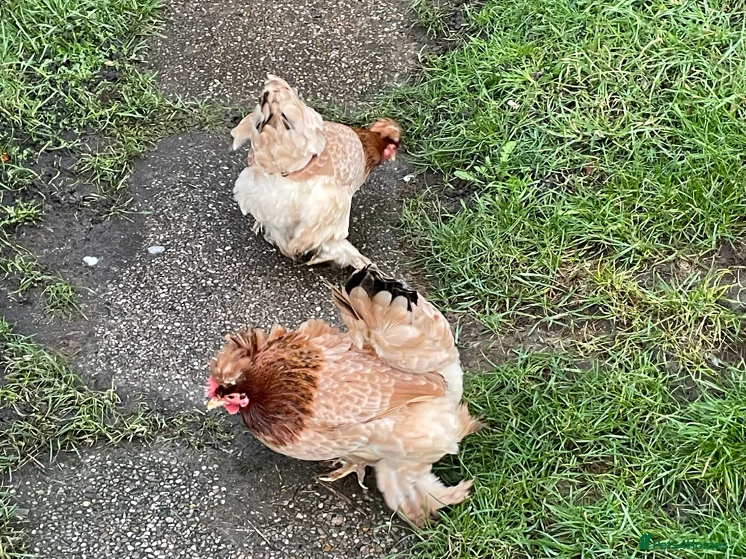 Hens poultry for sale: Three Pekin Bantam Hens. in Chesterfield - Advert 2