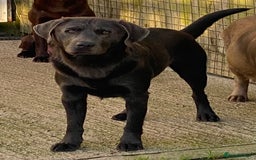 Labrador Retriever dogs for sale: KC Silver, Charcoal & Black Labs for sale - Image 22