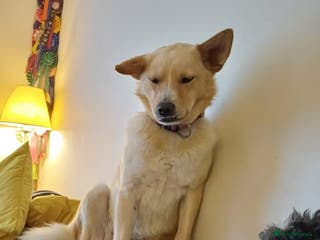 Mixed Breed dogs Cute friendly young Truffles-Suffolk/Essex Border in Colchester - Advert 24