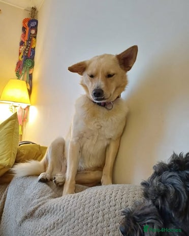 Mixed Breed dogs Cute friendly young Truffles-Suffolk/Essex Border in Colchester - Advert 3