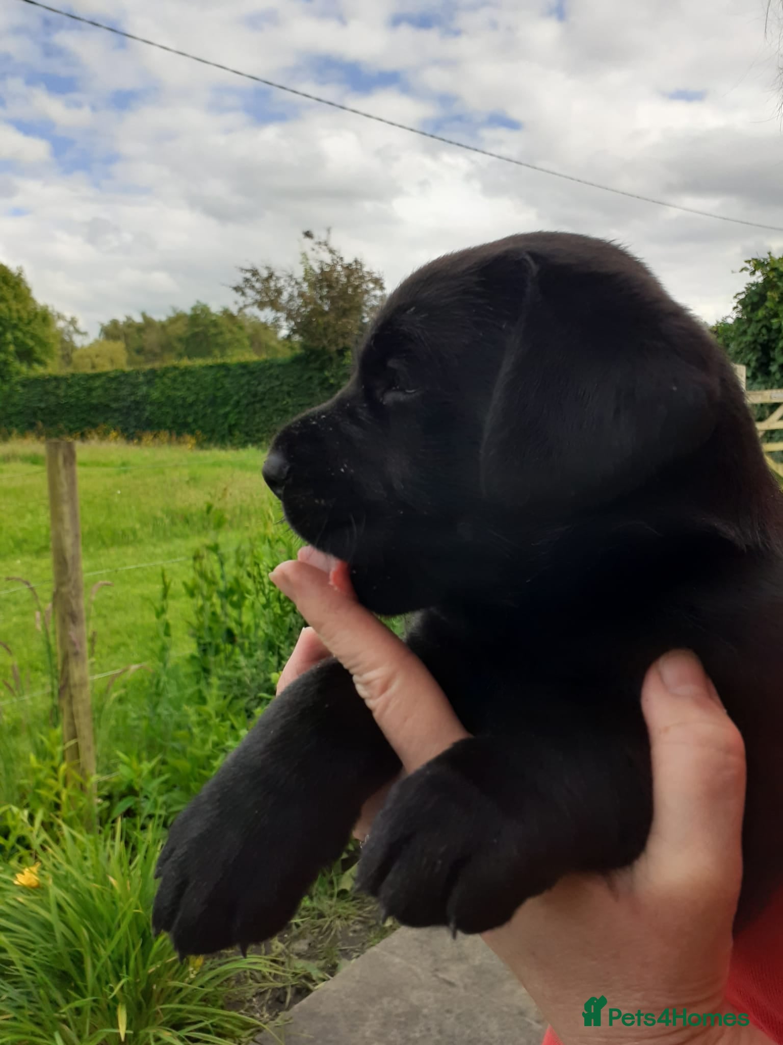 Labrador Retriever dogs 8 labrador puppies  - Advert 13