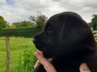 Labrador Retriever dogs 8 labrador puppies - Advert 13