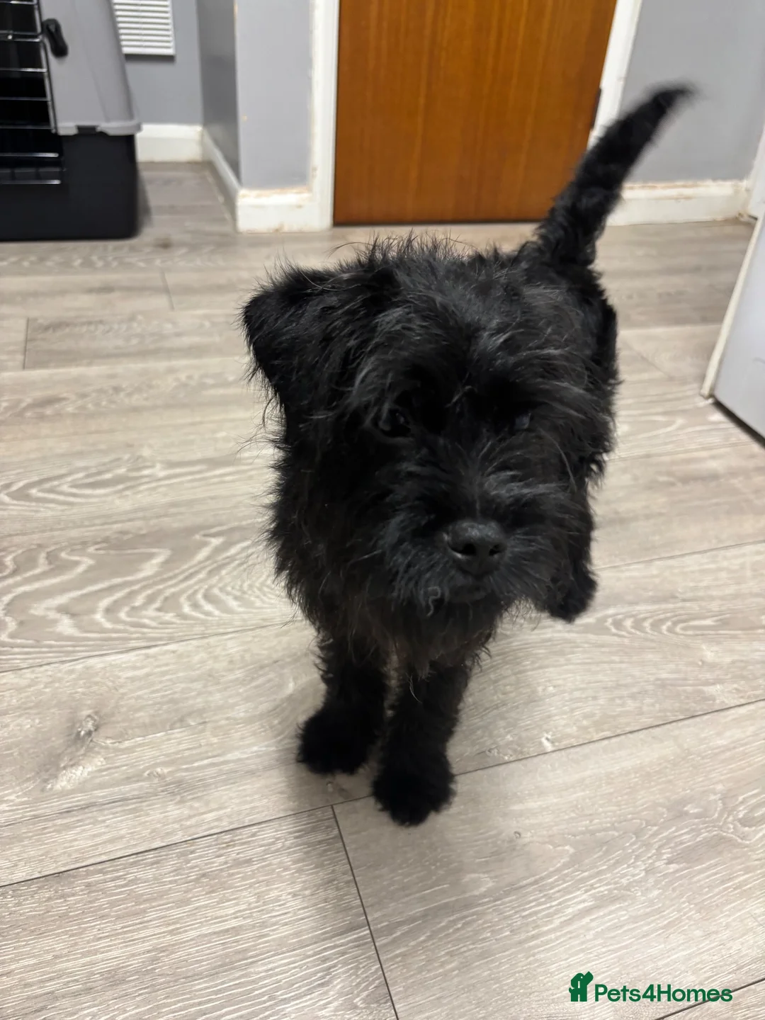 Pugapoo dogs for sale: Teddie the pugapoo in Spalding - Advert 2
