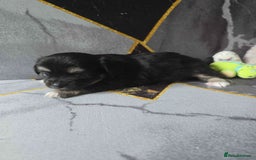 Chihuahua dogs for sale: 3 Adorable little princes chihuahua puppies - Image 29