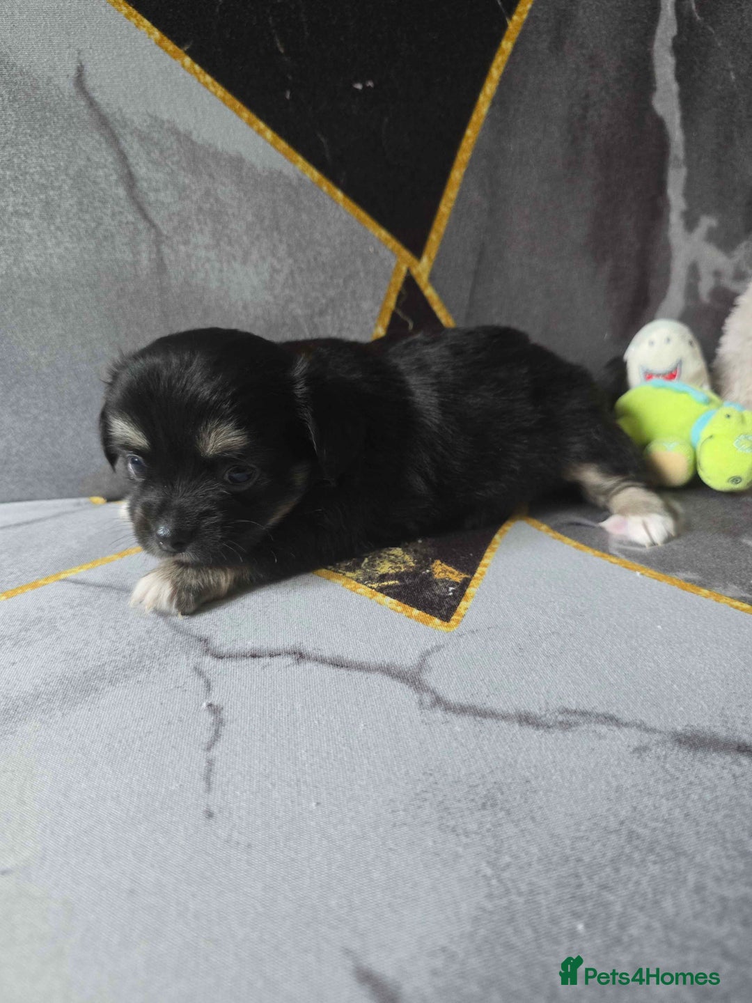 Chihuahua dogs for sale: 3 Adorable little princes chihuahua puppies - Image 29