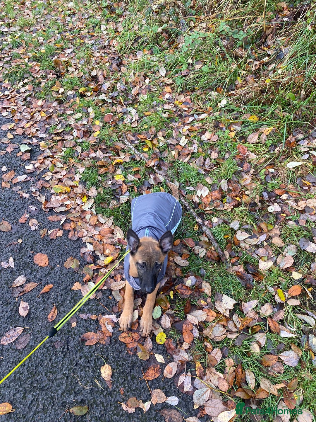 Belgian Shepherd Dog dogs for sale: Belgian shepherd  - Advert 3