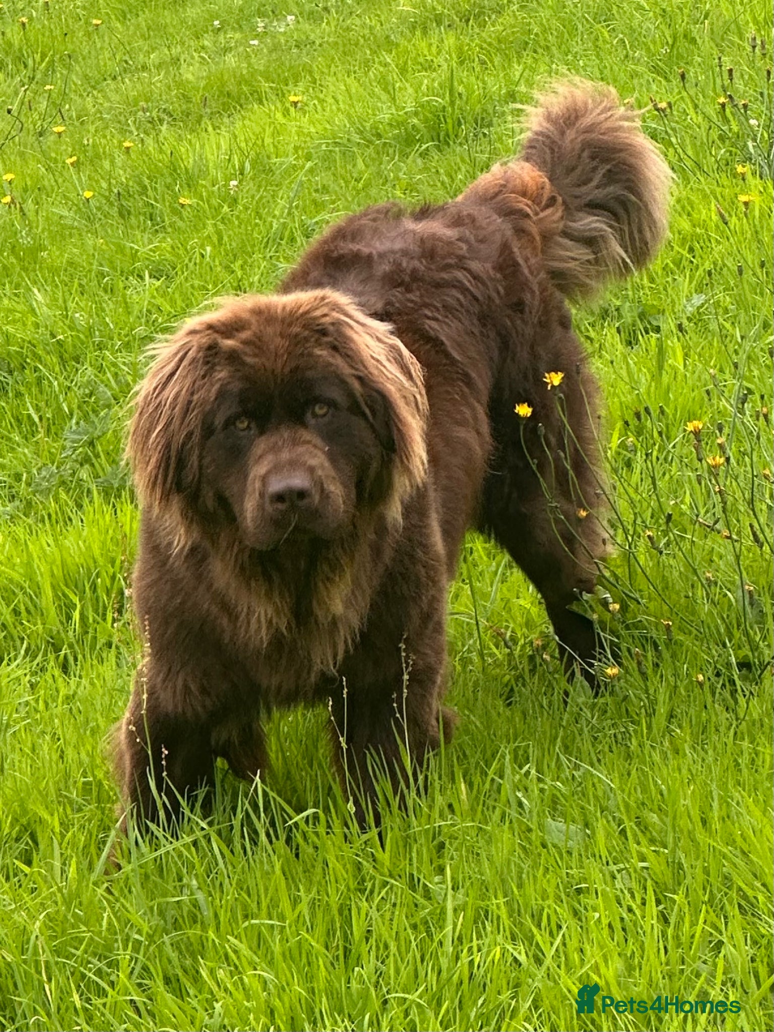 Newfoundland dogs for sale: Expected Newfoundland Pups Register Your Interest - Advert 5