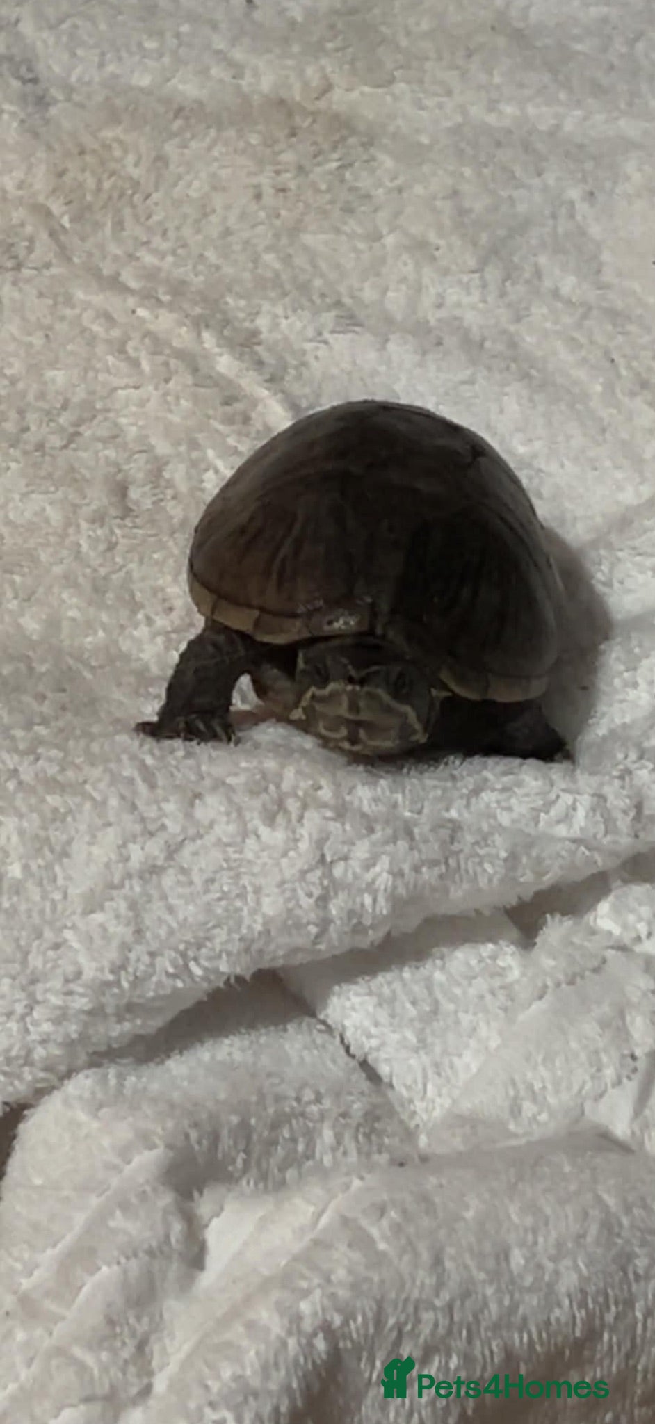Terrapin reptiles Terrapin sale  - Advert 3