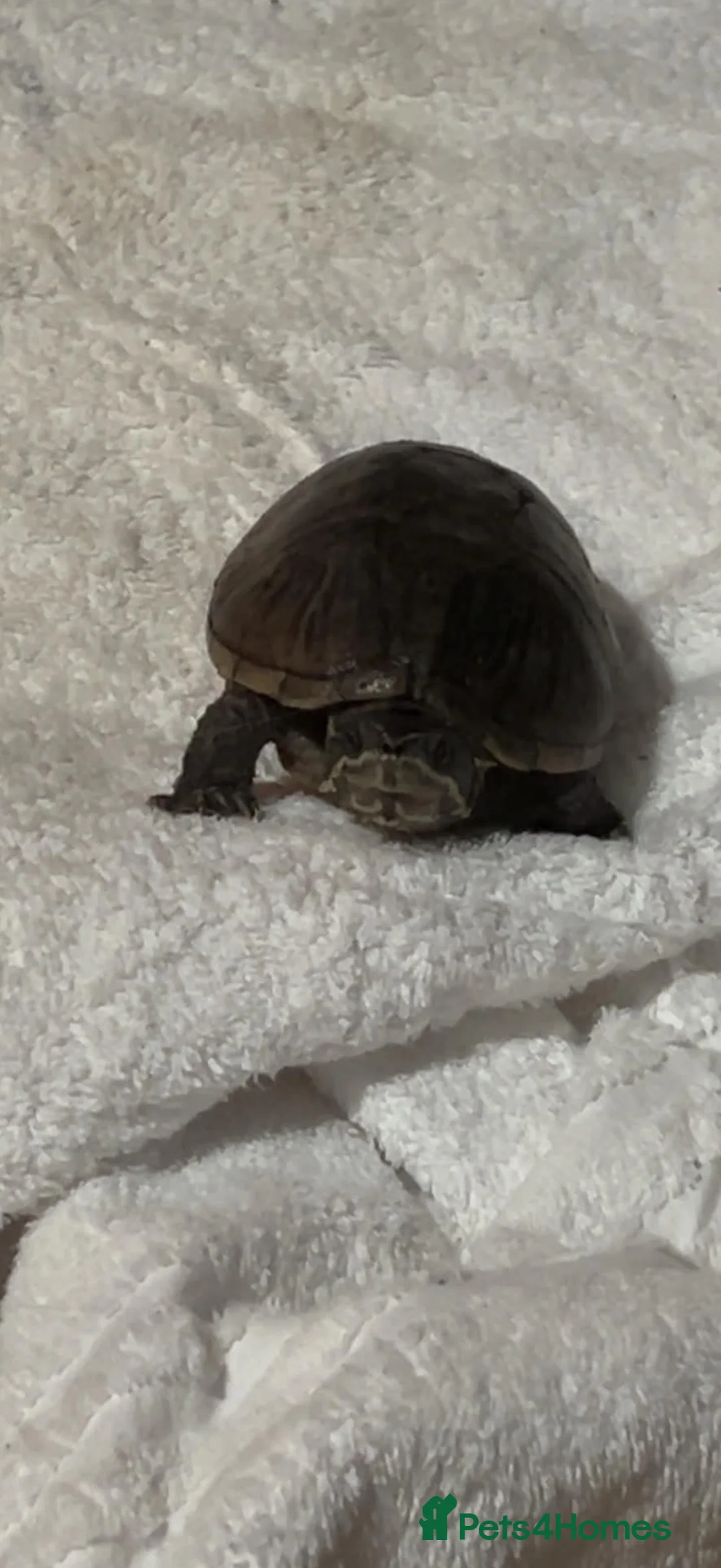 Terrapin reptiles for sale: Terrapin sale  in Stockton-on-Tees - Advert 1