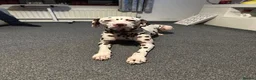 Dalmatian dogs for sale: Oreo  in Glasgow - Advert 5