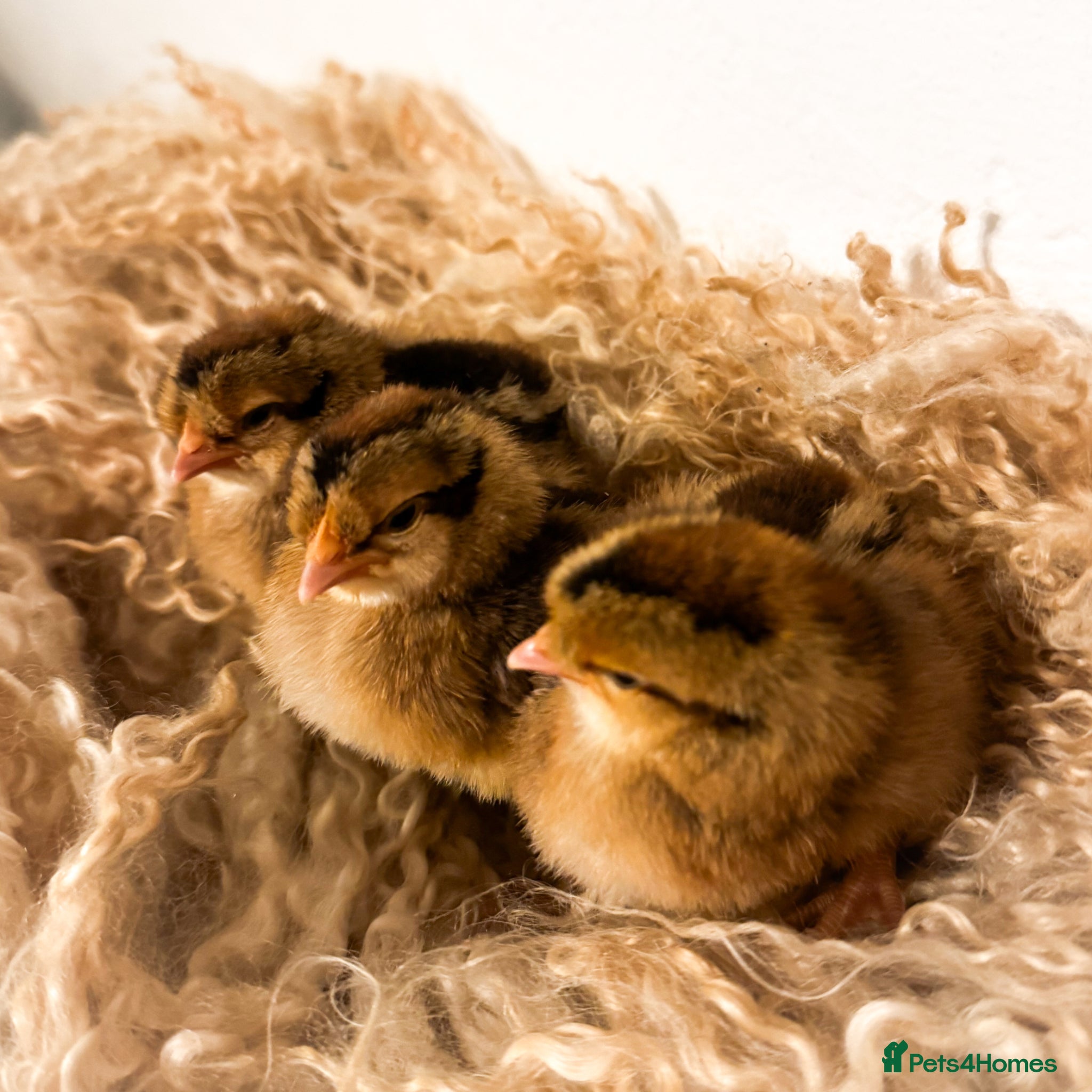 Chickens poultry Cream Legbar Chicks, Poults & Hatching Eggs - Advert 2