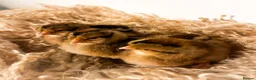 Chickens poultry for sale: Cream Legbar Chicks, Poults & Hatching Eggs in Cockermouth - Advert 1