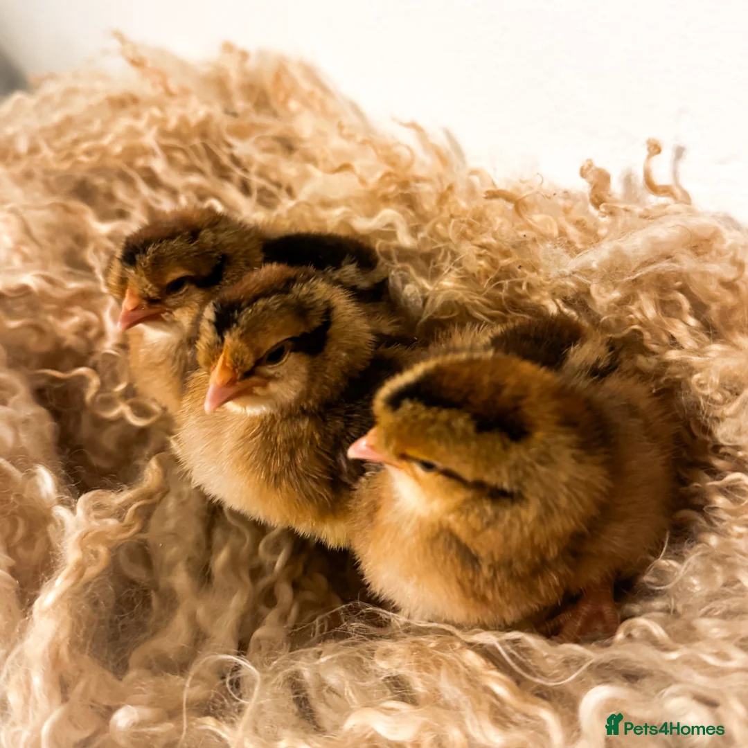 Chickens poultry for sale: Cream Legbar Chicks, Poults & Hatching Eggs in Cockermouth - Advert 1