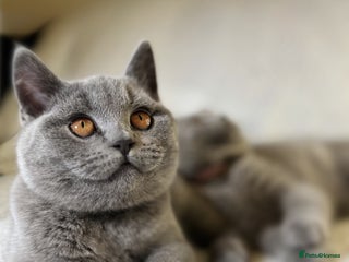 British Shorthair cats Adorable British Shorthair Kittens — READY TO GO! - Advert 12