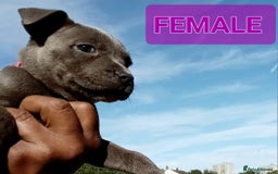 Staffordshire Bull Terrier dogs for sale: CHUNKY blue Staffordshire bull terror puppys - Image 8