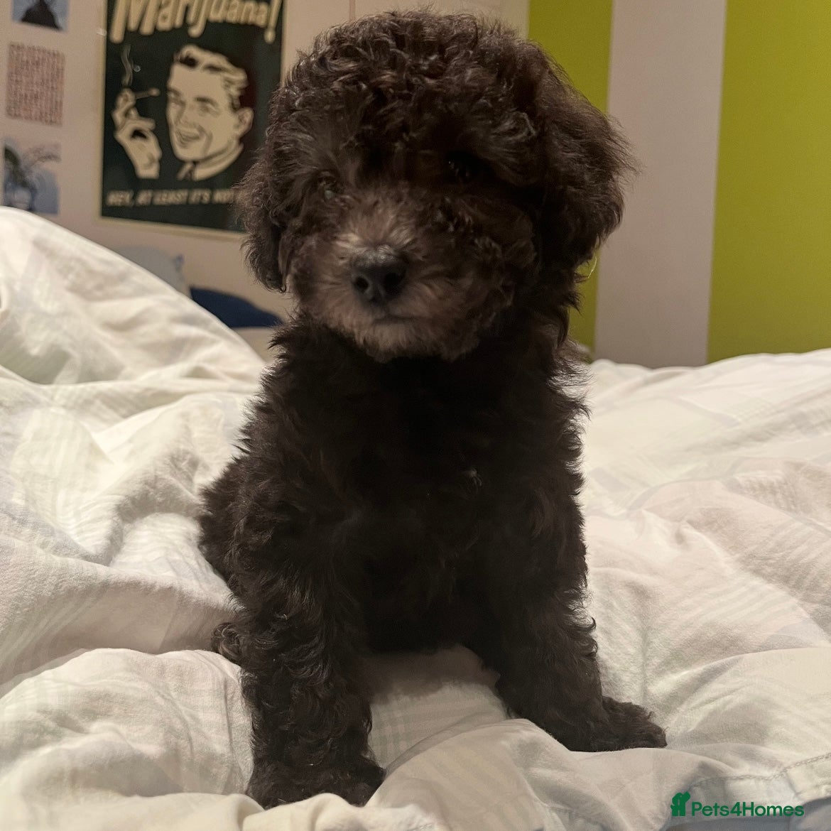 Toy Poodle dogs Female Toy Poodle Puppy, 8 weeks old - Advert 5