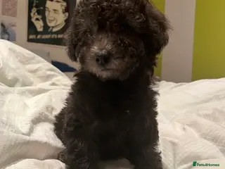 Toy Poodle dogs Female Toy Poodle Puppy, 8 weeks old - Advert 15