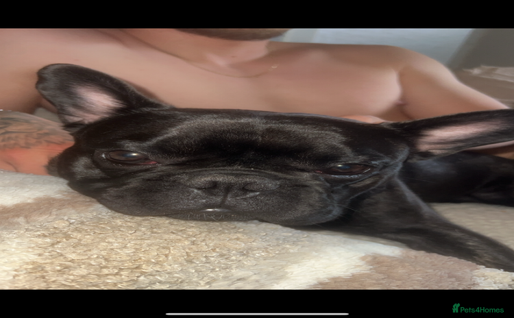 French Bulldog dogs - Advert 11