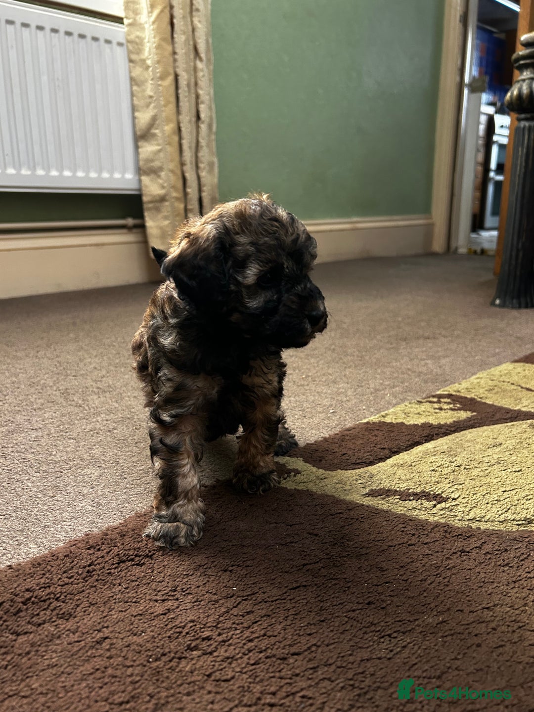 Toy Poodle dogs for sale: Beautiful Toy Poodle Puppies - Image 10