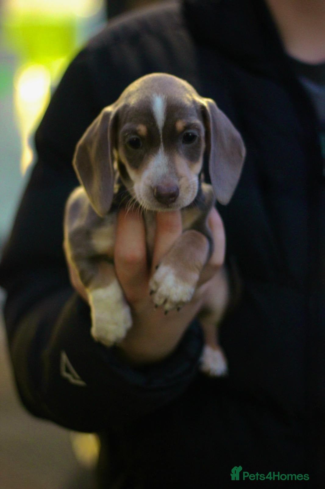 Miniature Dachshund dogs Miniature dachshunds  - Advert 4