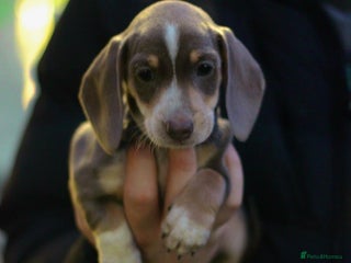 Miniature Dachshund dogs Miniature dachshunds - Advert 8