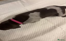 German Shorthaired Pointer dogs for sale: Mischew’s puppies - Image 9