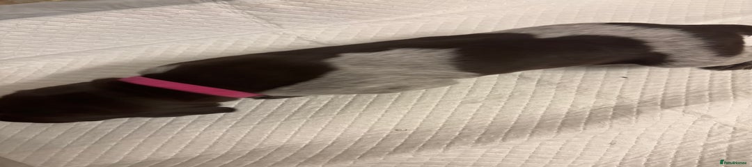 German Shorthaired Pointer Puppy 7