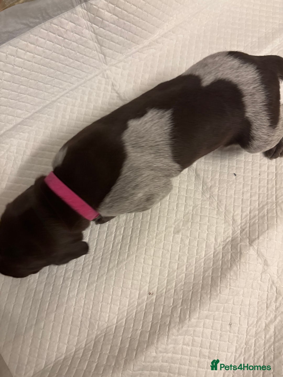 German Shorthaired Pointer dogs for sale: Mischew’s puppies - Image 9