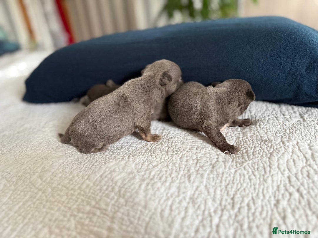 Chihuahua dogs for sale: Best quality Pedigree Puppies KC  - Image 12