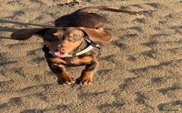 Dachshund dogs for stud: Stud Available — “Rolo” the Chocolate Dachshund  - Image 17