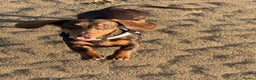 Dachshund dogs for stud: Stud Available — “Rolo” the Chocolate Dachshund  - Advert 17