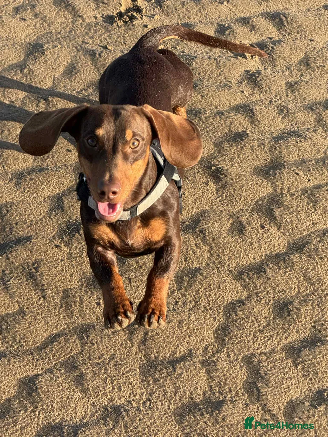 Dachshund dogs for stud: Stud Available — “Rolo” the Chocolate Dachshund  - Advert 17