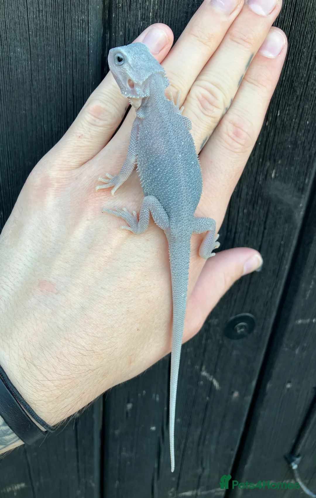 Bearded Dragon reptiles for sale: Various Bearded Dragon Morphs in Downham Market - Advert 8