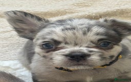 French Bulldog dogs for sale: Fluffy frenchies  - Image 7