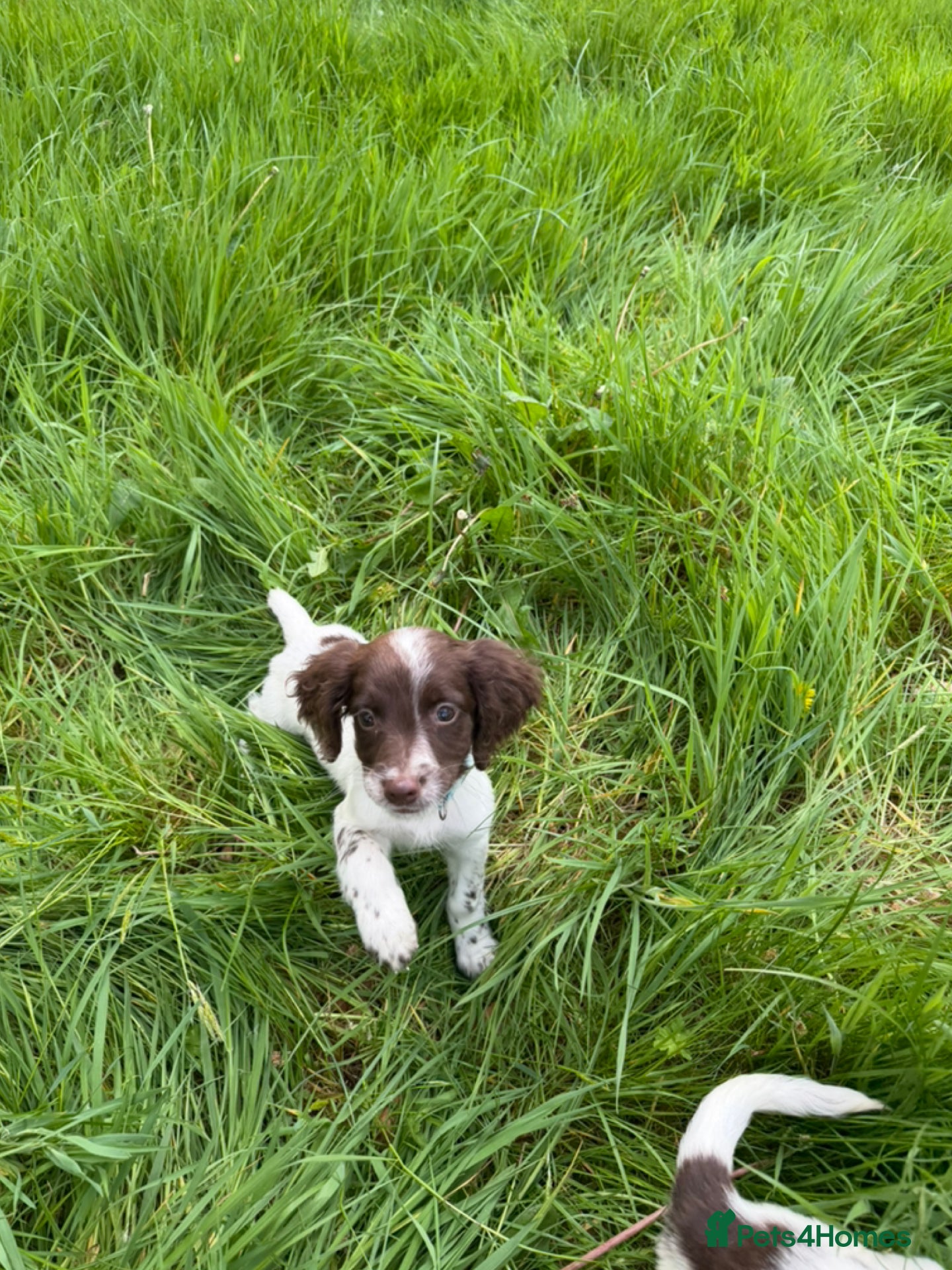English Springer Spaniel dogs KC Registered English Springer Spaniel Pups - Advert 1
