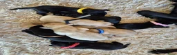 Labrador Retriever dogs for sale: Pedigree Labrador Puppies ready 10th September  - Advert 11